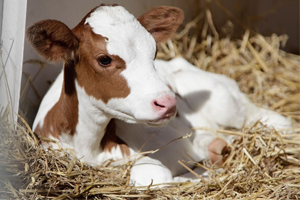 41 Bin Buzağıya 23 Milyon Lira Destek  Verilecek