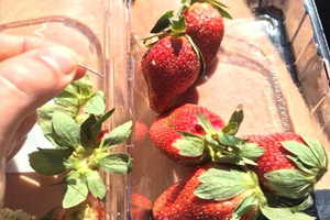 İğneli Çilek Alarmı! İhbar Edene 440 Bin TL Ödül