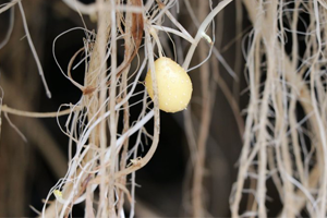 Topraksız Tarımla 30 Kat Verim Sağlandı