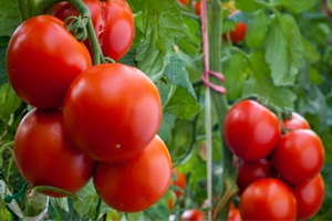 Domates Fiyatları Neden Yükseldi?