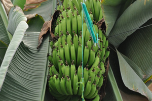 Afyonkarahisar`da Muz Denemesi Başarılı Oldu