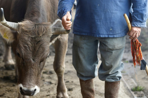 İlginç Referandum; İnekler Boynuzlu mu Olsun Boynuzsuz mu?
