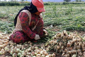 Patates ve Soğan Fiyatları Artacak