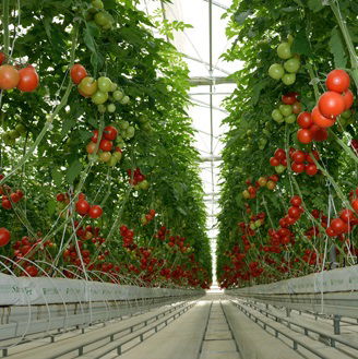 Toprak Olmadan Tarım Olur Mu ?