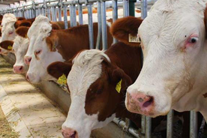 Hayvancılık Nereye Gidiyor?