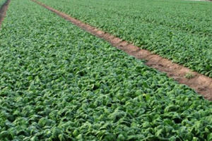 Yüzlerce Dönüm Ispanak Tarlada Kaldı