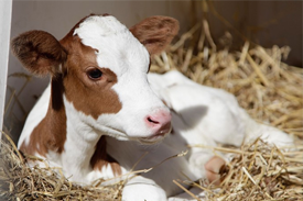 `Buzağı Destekleme Ödemesine Önümüzdeki Hafta Başlayacağız`