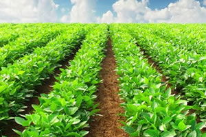 Mart Ayında Tarımda Yapılacaklar