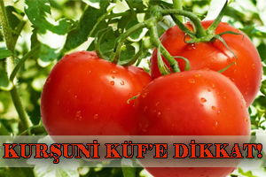 DOMATESTE KURŞUNİ KÜF HASTALIĞI