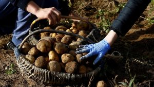 Tarım istihdamında azalma