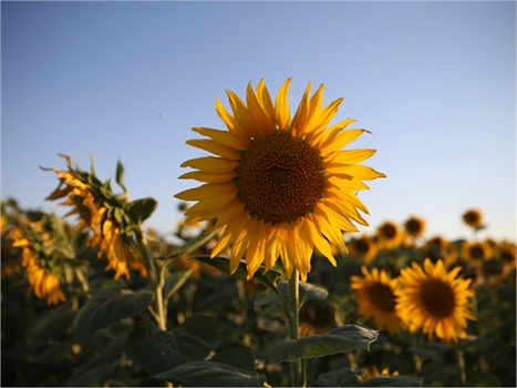 Ceylanpınar`da toprağı `ayçiçeği` koruyor