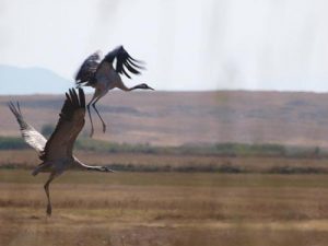 Allı Turna`dan haber var