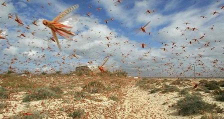 Çekirge istilası, komşuda çiftçileri yok olmanın eşiğine getirdi