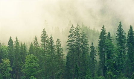 Yeşil alarm: Dünya ormanları 4 milyar hektara geriledi