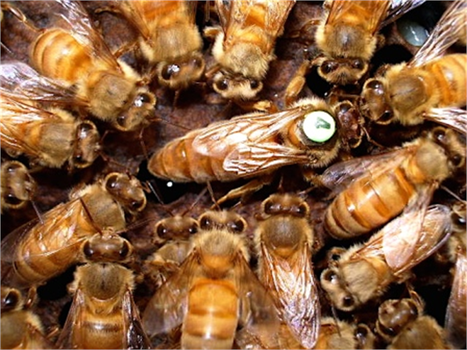 Bal Arıları`nda Yapay Tohumlama ve Türkiye Arıcılığı İçin Önemi