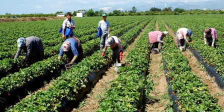 SEBZE ÜRETİM HEDEFİ 31 MİLYON TON