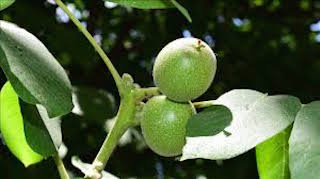 Cevizdeki `antraknoz` hastalığının nedenleri gen bankasında