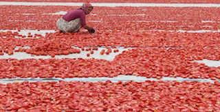 DOMATES SERGİYE ÇIKMAYI BEKLİYOR