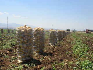 Erkenci patates pazara indi