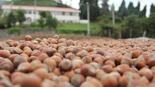 FİSKOBİRLİK, GELEN TÜM FINDIĞA TALİP