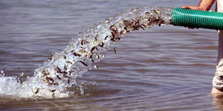 575 milyon adet baraj kuzusu