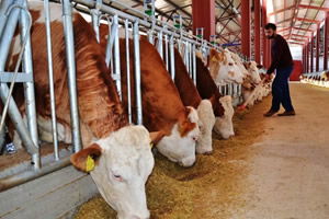 İşte 2019 Hayvancılık Destekleri