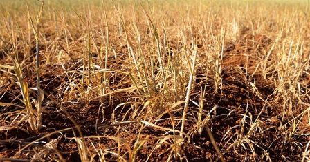 Kuraklık Sigortasında 2. 2 Milyonluk Ödeme