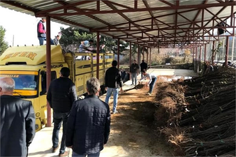 30 Çiftçiye 4 Bin Ayva Fidanı Dağıtıldı!