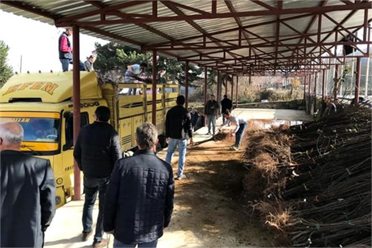 30 Çiftçiye 4 Bin Ayva Fidanı Dağıtıldı!