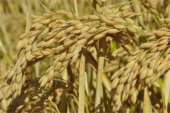 Nehirden Gelen Beyaz İnci