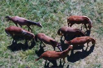 Tek Tırnaklı Hayvanlara Mikroçipli Takip