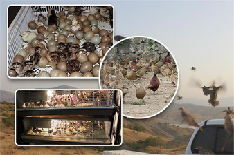 2019`DA YAKLAŞIK 100 BİN KANATLI YETİŞTİRİLEREK DOĞAYA SALINDI