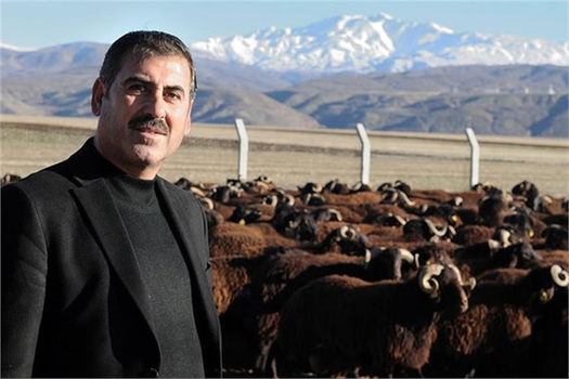 Sürü Islahı İçin Devlet Desteğiyle Damızlık Koç Yetiştiriyorlar