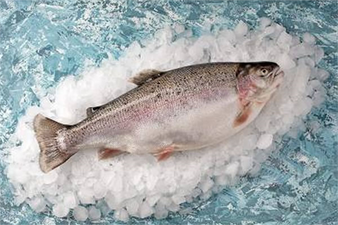 Türkiye` nin O İlçe` sinden Avrupa ve Uzak Doğu` ya Somon İhracı