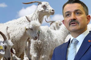 Anaç Keçi Desteği Artırıldı!