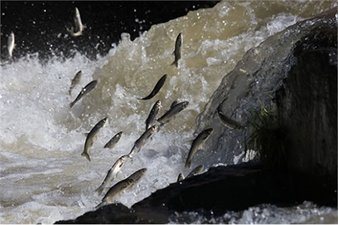 Balıkçılıkta Uygulanan Para Cezalarında Düzenleme Yapıldı