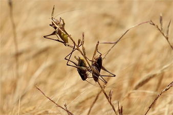 Çekirge İstilası Açlık Krizine Neden Oldu!