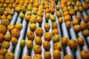 Narenciye İhracatında Hedef Pazar Uzak Doğu