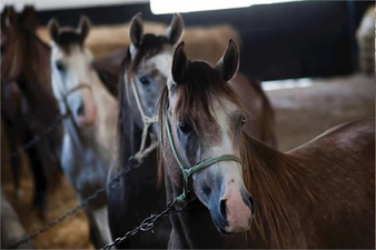 TİGEM 2019 Satış Verilerini Açıkladı