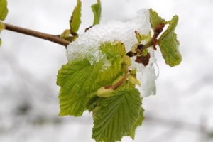 Fındık Üreticisine Tarım Sigortası Çağrısı