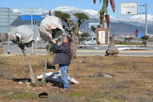 Zeytin`e Çuval ile Koruma