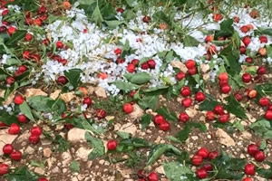 Dolu Riski`ne Karşı Sigortanız Var mı?