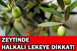 Zeytinde Halkalı Lekeye Dikkat!