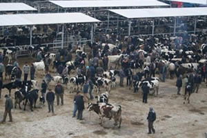 Koronavirüs Nedeni İle İl Genelinde Hayvan Pazarları Kapandı