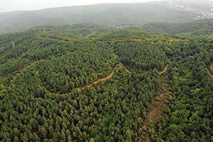 Orman Zararlılarıyla Mücadele İçin 7,7 Milyon Lira Harcandı