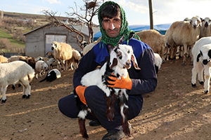Elazığlı Depremzedelerin Kuzu Sevinci