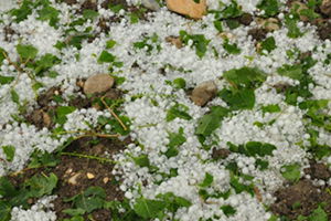 Doğanşehir`de Yağmur ve Dolu Etkili Oldu