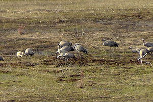 Nesli Tükenme Tehlikesi Altında Olan Turnalar Ovacık`ı Mesken Tuttu