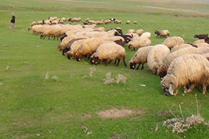 Küçükbaş Hayvan Yetiştiricilerinde Uygun Kredi Ve Destek Ödemesi Sevinci