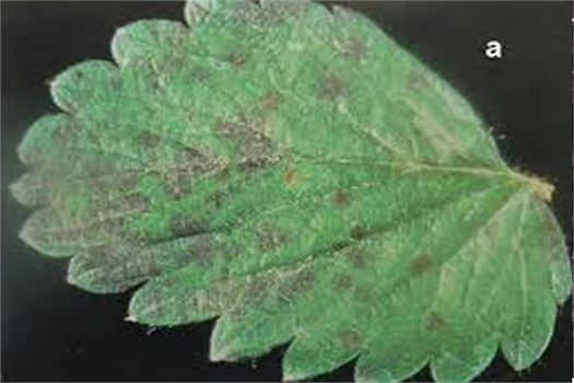 Örtüaltı Sebze Yetiştiriciliğinde Demir Noksanlığı